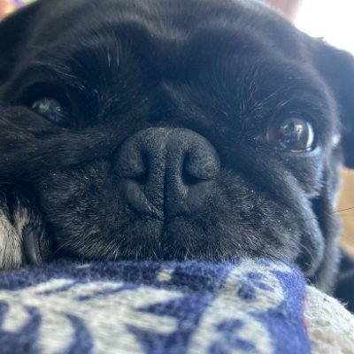 sou325_dev's profile picture. 13歳の中学2年生。 将来の職業としてバックエンドエンジニアを目指して、毎日コードを書いています。 仕組みをつくるのが好きで、技術で世界をちょっと面白くするのが夢です。🚀🌎