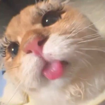 gnimaerdyad's profile picture. loving LN4 ★彡