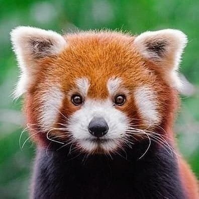 Animalsboat's profile picture. Promoting kindness and positive vibes! DM for video removal /credit request