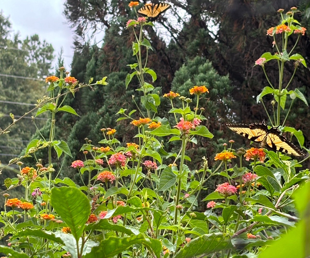 KrissyShell78's profile picture. 