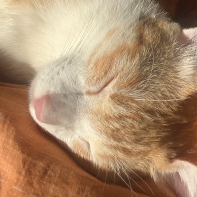 xiaomanlu0723's profile picture. 