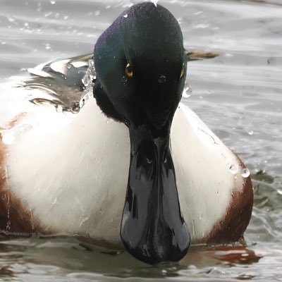 Lizisms1's profile picture. Not part of the left-right political paradigm sandbox.