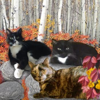 CinniMini2's profile picture. Cinni 4/17/2005-12/12/2018. Oreo 7/1/2003-11/22/2019. Hydrox 3/8/2005-10/24/2023. All 3 are #Nipclub DJs and @tbryant57 is their granny.