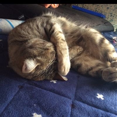 sikisikiOG3's profile picture. 