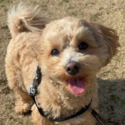 JunEngineer1102's profile picture. Cloud Engineer | AWS, Azure, GCP | Typescript, Python, Go, Java