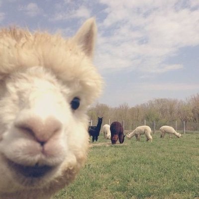 XFADE0UT's profile picture. 