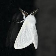 llunellaby's profile picture. ⊹ ︶︶︶୨୧︶︶︶ ⊹

dark arts