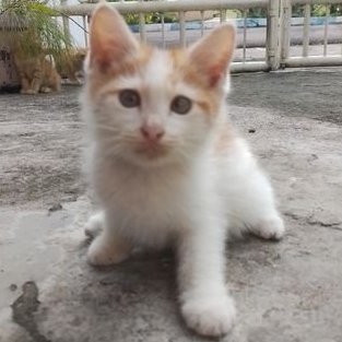 aerydev's profile picture. Tech Artist | Real-Time Environments
Building a custom rendering plugin to bring artwork-level visuals into actual gameplay