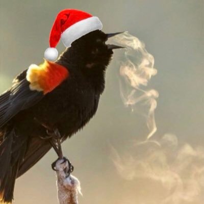 cimmerian_v's profile picture. 