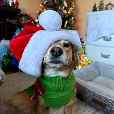 pumpkinschintel's profile picture. 