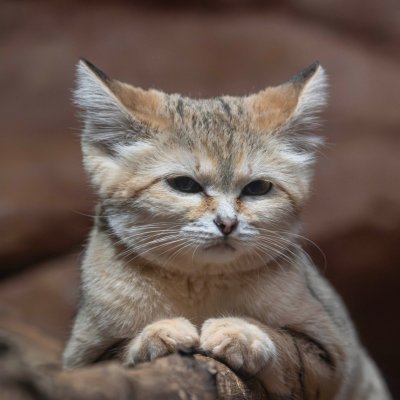 BronxZoo's profile picture. Connecting guests to wildlife & wild places
🐯 10,000+ animals
🌳 265 acres in the heart of NYC
🦍 AZA-accredited zoo
🌎 @theWCS’s flagship park