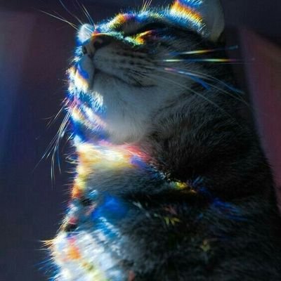 heyThereBonsai's profile picture. he/him/me