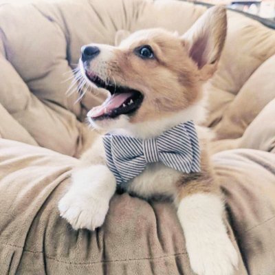 Butterfly12T's profile picture. ♡ Dogs are the best ♡ Be kind to animals ♡ I love corgis ♡
♡ Corgi is love ♡ Corgi is good ♡ Corgi is everything ♡