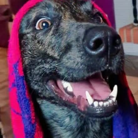 lansstyrelsenkl's profile picture. DJURPLÅGARE /LÄNSSTYRELSEN : Stina Frank, Fredrik Ustrup, Emelina Idberg, Mikael Djurambulansen SPCA.. 😶
https://t.co/7t7VajYVJx  https://t.co/I30uVXP7NC