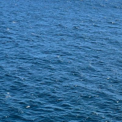 yolomycholo's profile picture. 