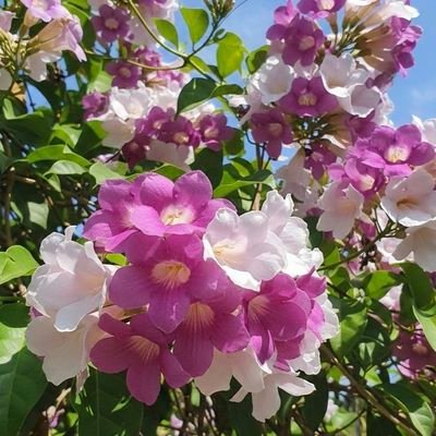 MngelesBelmont1's profile picture. Liberal ranter and ecologist defensor. Dreamy Philologist in search of words. Garden lover. Never give up in life PEACE🌸 🌻