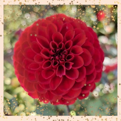 GabyLynch9's profile picture. Year 2 of starting over. New house, new garden, new adventures. Gardening, reading, music, cooking, faffing.  Dogs of course, Gus and Ivy 😊 (She/her) 🏳️‍🌈