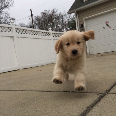 Fauxres's profile picture. @OMiTGG | Partnered Streamer | fauxres@gmail.com