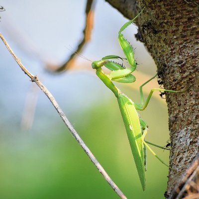 banan4y_'s profile picture. 