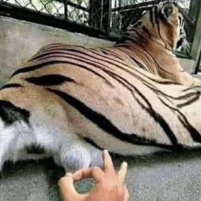 asmrtradingcard's profile picture. i open things