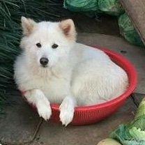 telamoron's profile picture. puppets in an hour