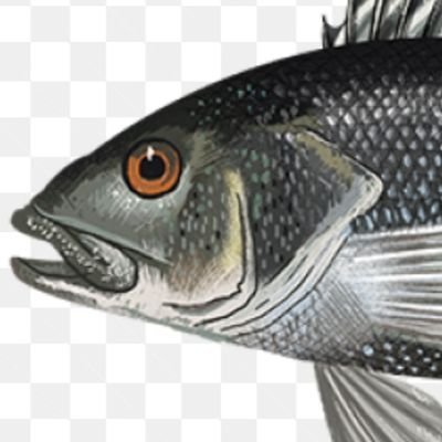 Just_a_seabass's profile picture. uhhh yeah I'm new here and I like fish