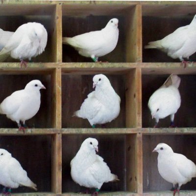 DeniseRile40440's profile picture. You can’t pigeonhole me 🙂‍↔️ 😻🎄😇😈🙄🫣🤭😵😵‍💫👑🇱🇷🇱🇷🇱🇷