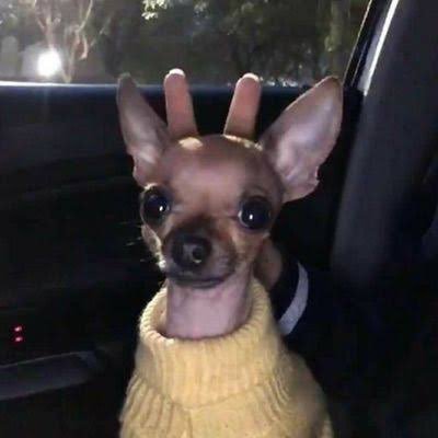 twaniimals's profile picture. sígueme para más contenido diario 🐶