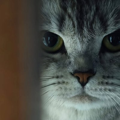 m4genrick's profile picture. God it’s good. Paw is the cuttiest AWP in the game.