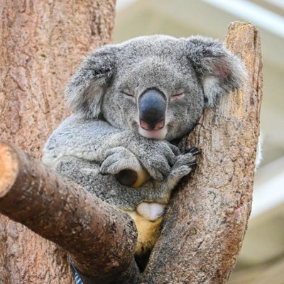 TondemoSHA's profile picture. 