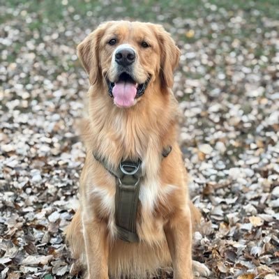 703to843's profile picture. Owner/Pro @golfhousesc GOLFHOUSE Club, MerrymanTeam Real Estate… Born DMV, Dying Charleston