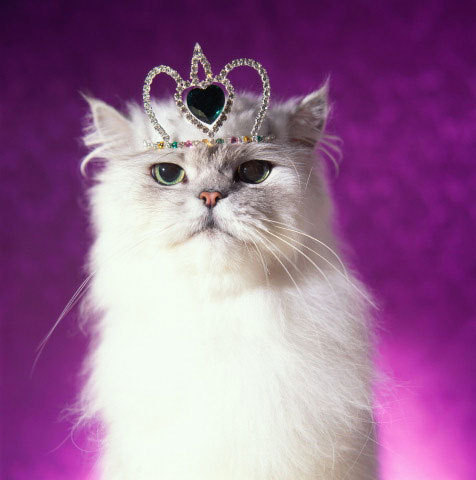missmeowsays's profile picture. Meow Darlings, I live and breathe the super glam life of a diva feline. Skillful manipulator of clueless humans. Don't hiss me off.