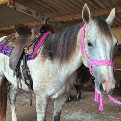 horsereadings's profile picture. ⤷  му ѕωєєт, ѕωєєт gαια ƒм, тнє ℓσνє σƒ му ℓιƒє !    ᯓ★ ⊹ ࣪ ˖ 𝓡αɳƈԋ ⋆ 𝓢σɾƚιɳɠ — 𝒜тℓєтα   𓃗