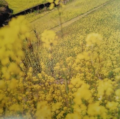 SUMIREnanoha3's profile picture. ３０代♀です。恋愛✕ミステリーやファンタジーものが大好きです。体にハンデがある為それを糧に生きてます。笑