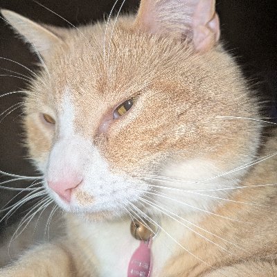 LilFlareUp's profile picture. she/her