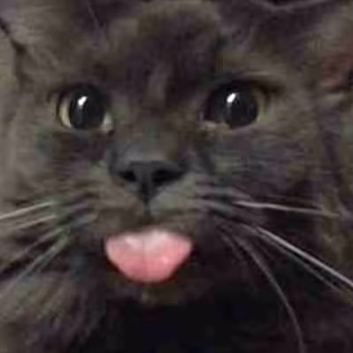 omggghiii's profile picture. baddie vietnamese derpy meow wife girlfriend princess