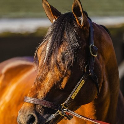 Claired83's profile picture. Chase the thrill of the track A place where heart and speed collide. The horse galloped with its lungs, persevered with heart, and won by character🐎🐎🐎