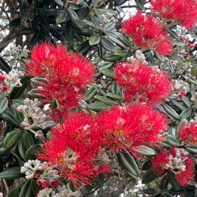 SerenaTNZ's profile picture. NZ CoC gov is the cruelest , nastiest bunch ever to exist. INFJ. A scatterling of Africa. Misophonic. Fck the patriarchy . 🏳️‍⚧️ 🌈 #ToituTiriti