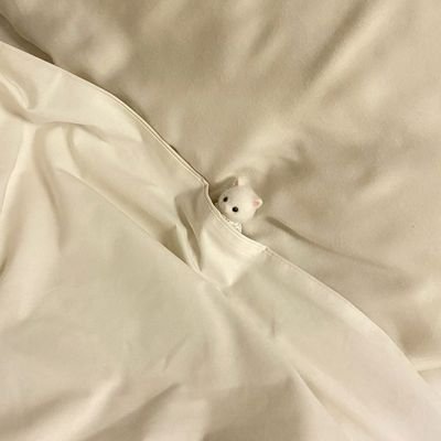 choeseta's profile picture. 