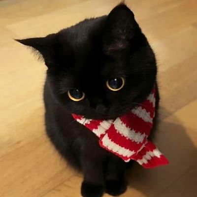 jellifishreborn's profile picture. 