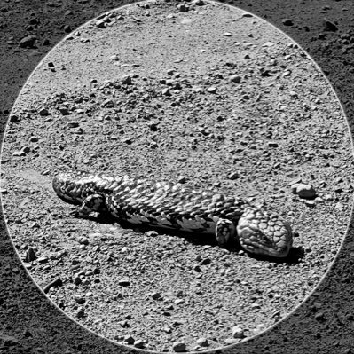 AussieArtist001's profile picture. I call it a noob’ but supposedly it’s nub now. #NoFollowBacks #TakeCare ✌🏼❤️