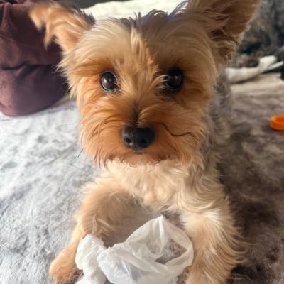 Mirai_22wan's profile picture. 🧊しちゃったから作り直し、🛁同業の女の子無言フォロー失礼します。質問や💒などDMでどうぞ