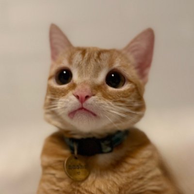 matteodevitto's profile picture. devving devving devving