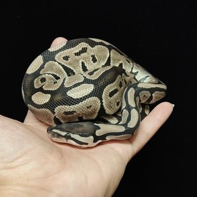 wngmomo264752's profile picture. 