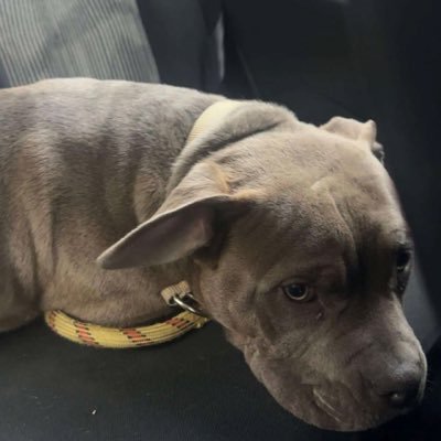 newbuyer698's profile picture. Content buyer 🥰🥰