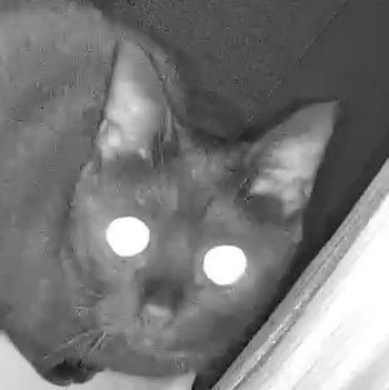 proptraderk's profile picture. 趣味はフィールドワーク(実地研究)と人間観察　サウナ　プロップトレード　トレーダー　地政学　真の積極財政