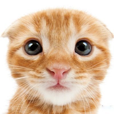 liacelora's profile picture. penso e tuito