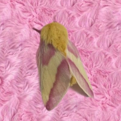 heyredhoney's profile picture. 🌟🌸🌻🍄🔬

| She/Her