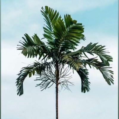 TOtaibi88847's profile picture. 