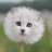 Goblinoidthing's profile image